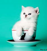 Image result for K-Cup Cat