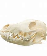 Image result for Coyote Skull Anatomy