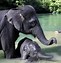 Image result for Baby Elephant Facts