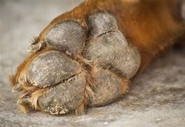 Image result for Dog Paw Infection