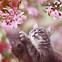 Image result for Kitten Spring Flowers