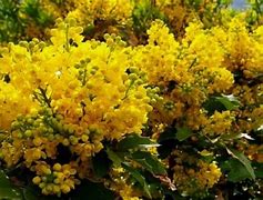 Image result for Shrubs with Yellow Flowers and Brown Leaves