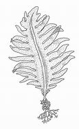 Image result for Undaria Pinnatifida Drawing