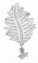 Image result for Undaria Pinnatifida Drawing