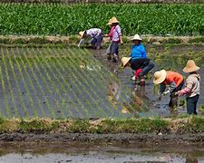 Image result for Ancient China Farming