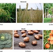 Image result for Most Beautiful Angiosperms