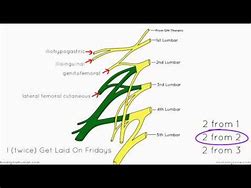 Image result for Ilioinguinal Nerve Sensory