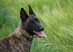 Image result for K9 Police Dogs