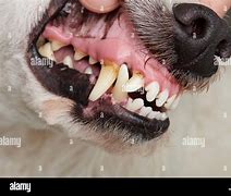 Image result for Carny Teeth