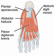 Image result for M Flexor Digiti Minimi Brevis