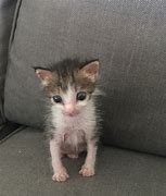 Image result for 6 Week Kitten