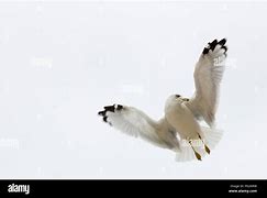 Image result for Seagull In-Flight