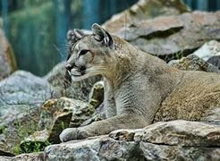 Image result for Sequoia National Park Animals