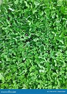 Image result for Creeping Mint Ground Cover