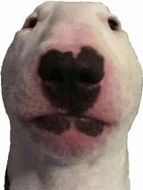 Image result for Dog Meme PNG