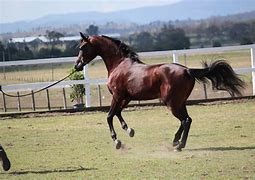 Image result for Light Brown Horse Stallion