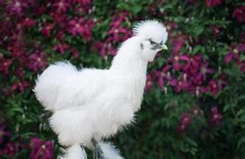 Image result for Fancy Chicken Breeds