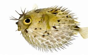 Image result for A Blowfish