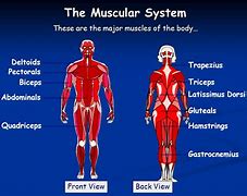 Image result for Muscle Cell Diagram GCSE