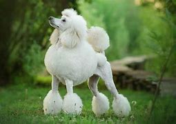 Image result for Poodle Terrier