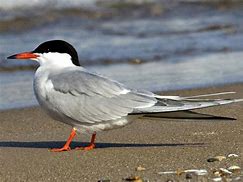 Image result for Tern