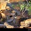 Image result for Male Lion Carrying Cub