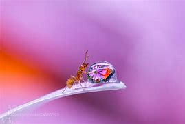 Image result for Macro Digital Photography