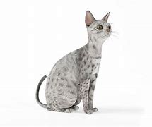 Image result for Gray Cat with Spots