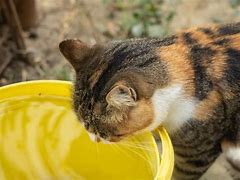 Image result for Cat in Bucket Drinking Water