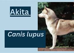 Image result for Akita AKC