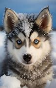 Image result for Baby Wolf Husky Snow