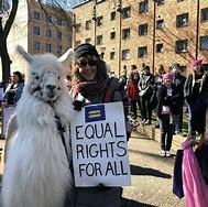 Image result for No Drama Llama