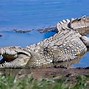 Image result for Croc vs Alligator Snout