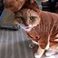 Image result for Cat with Costume