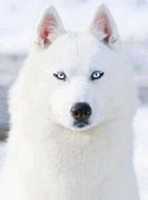 Image result for Silver and White Siberian Husky