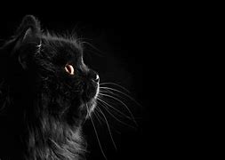 Image result for Black Cat Background 4K