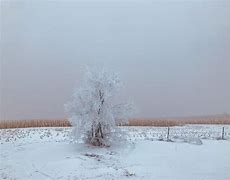 Image result for Hoar Tree