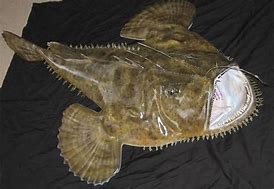 Image result for Goosefish