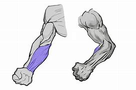 Image result for Forearm Extension