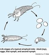 Image result for Eriophyid Tiliae Mite