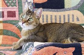 Image result for Hyperthyroid Cat Feed