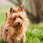 Image result for Terrier Dog Breeds List