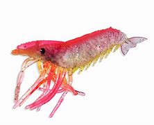 Image result for Artificial Shrimp Lures