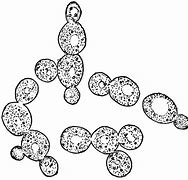 Image result for Yeast Cell Cartoon