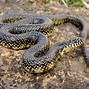 Image result for Horror Movies About Snakes