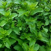 Image result for Mint Plant with Fuzzy Leaves