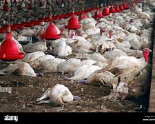 Image result for Avian Bird Flu Region