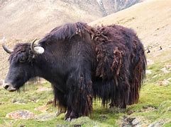 Image result for Wild Ox Horns