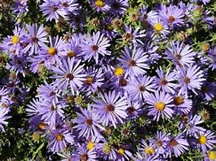 Image result for Aster October Skies