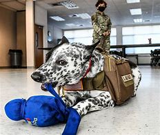 Image result for United States Air Force K9